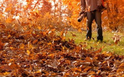 Leaf Removal - Spring/Fall Clean Up